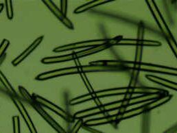 biomikroneulaus.fi spongillatech algae peels set product manual